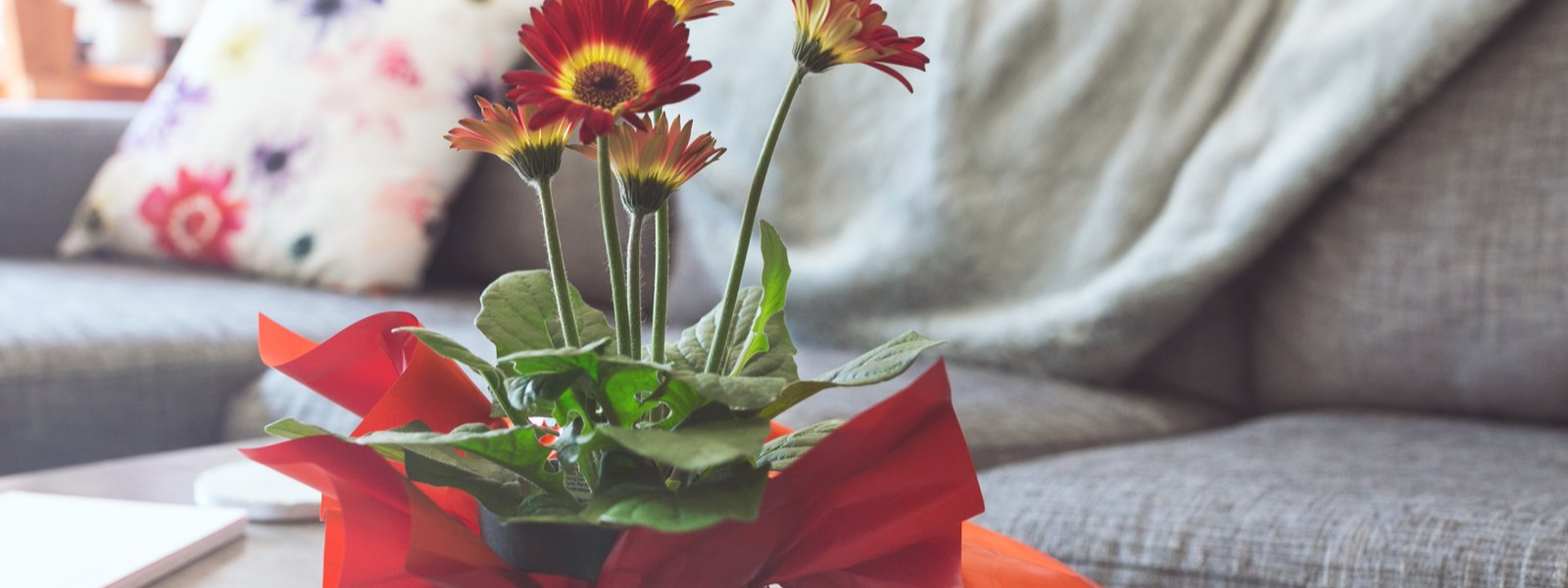 The Moxxie Life Blog