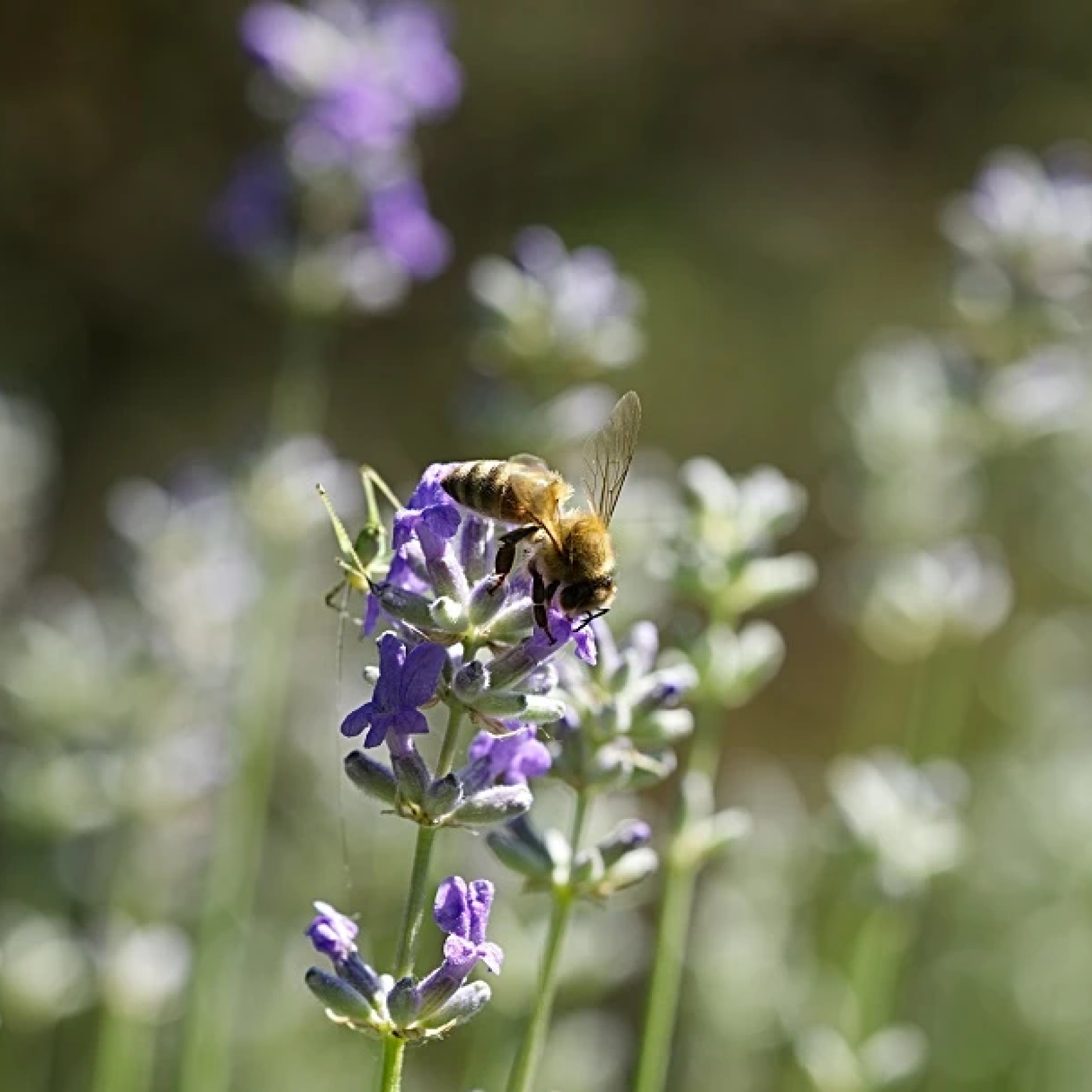 moxxie is infused with pure essential oil blends, botanical powders and beneficial clays. Honest textures and fragrances. SCENTual Living